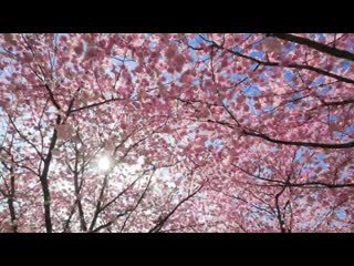 Japan 47 prefectures jnto mp4