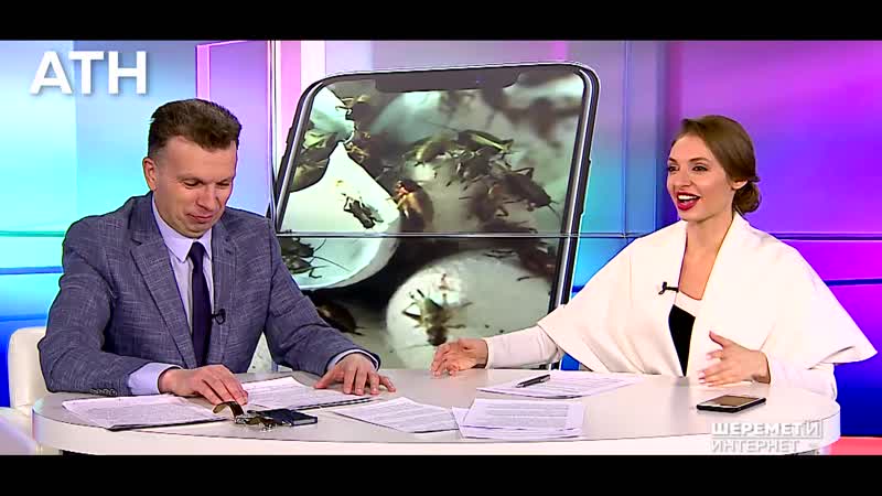 Японец мечтал о сексе с самкой таракана