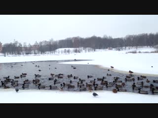 Новгородские утки