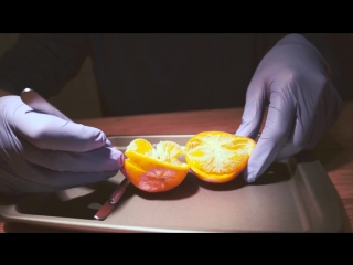 Dissecting a cutie ( californian mandarin orange )