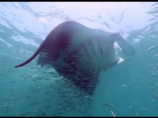 A 12ft wide oceanic manta ray comes blasting out of the blue