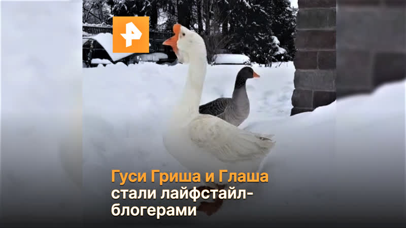 Гуси гриша и глаша