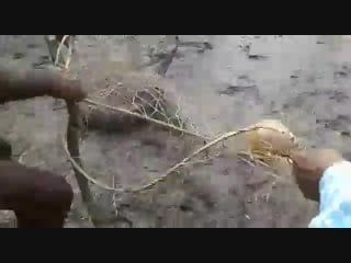 Поимка молодого гребнистого крокодила в сундарбане