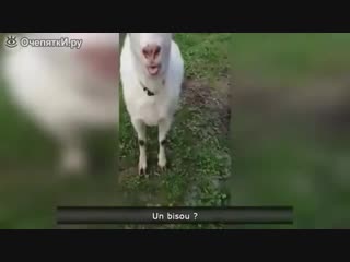 Забавные ролики в сборке 😆