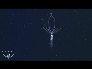 Мимикрия молодых особей кальмаров (ориг "hiding in plain sight mimicry in a juvenile deep sea squid")