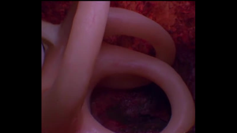 Внутреннее ухо