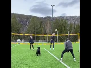 И бобик хочет поиграть 👍🏻