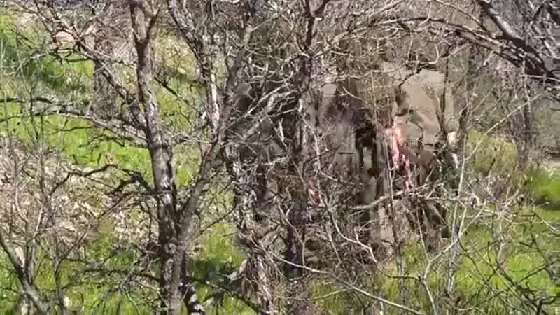 Кадры боестолкновений курдских партизанских отрядов с подразделениям вс турции