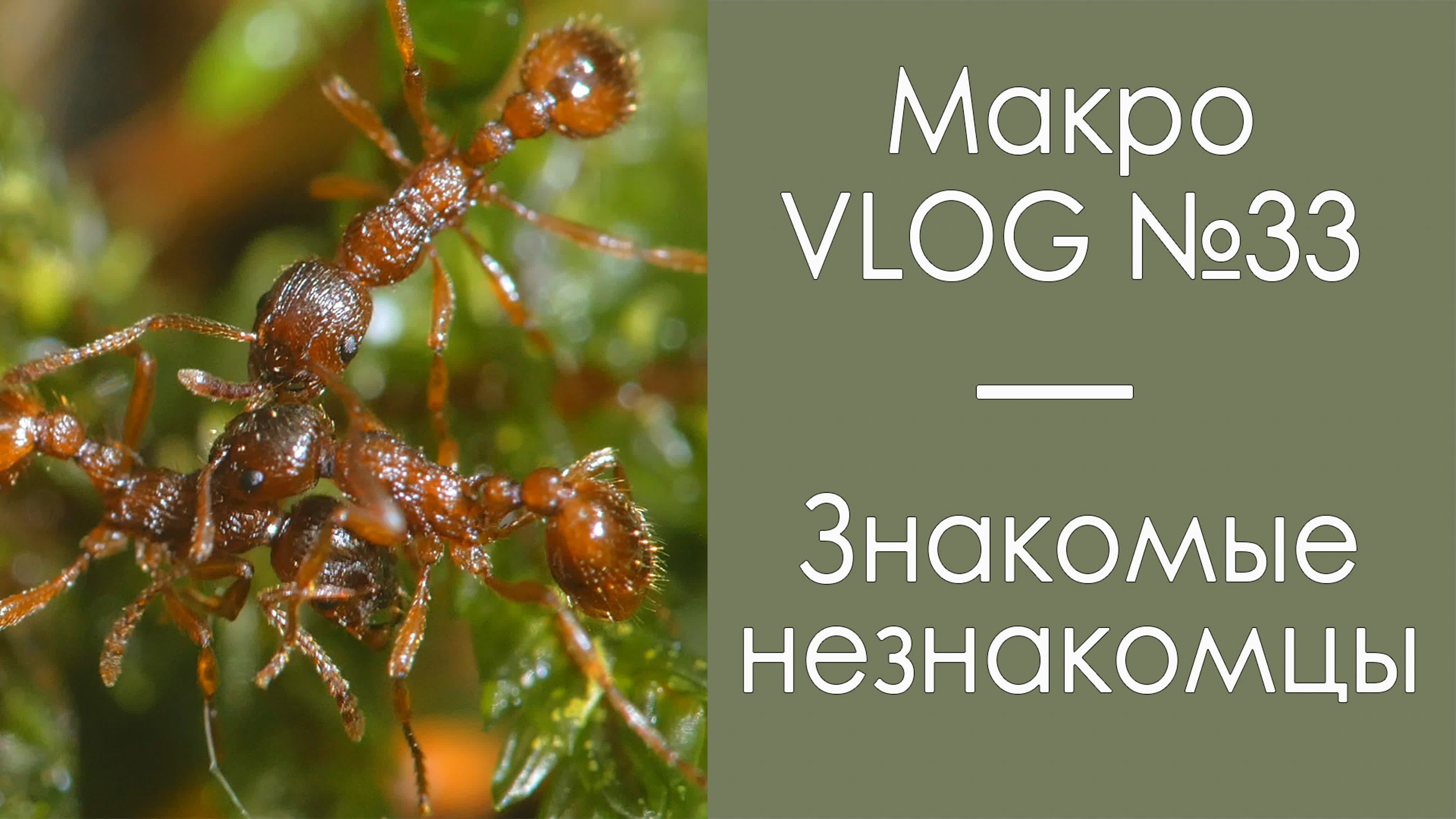 Знакомые незнакомцы / макроvlog№33 / микропланета watch online