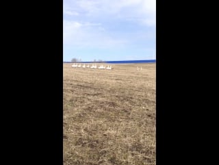 Поклонницы бегут толпой ;)