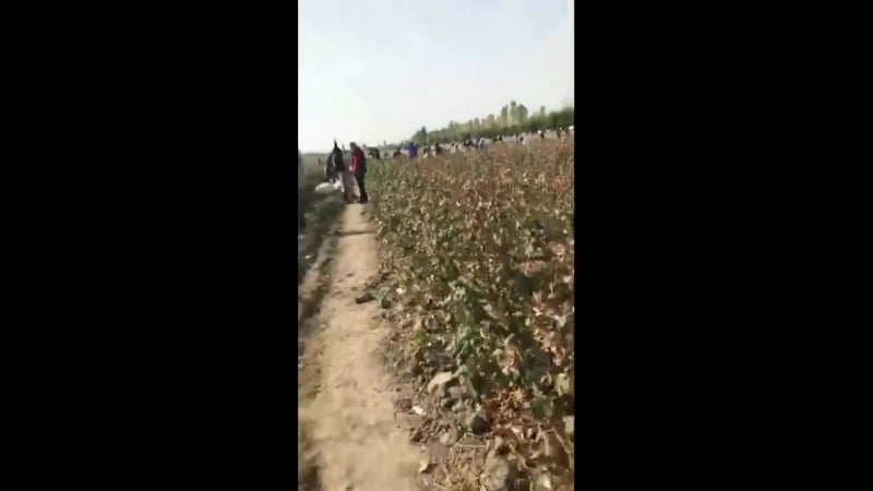 Юлдузлар пахта даласида shahzoda, yulduz, rayhon, ozodbek, ziyoda va boshqalar