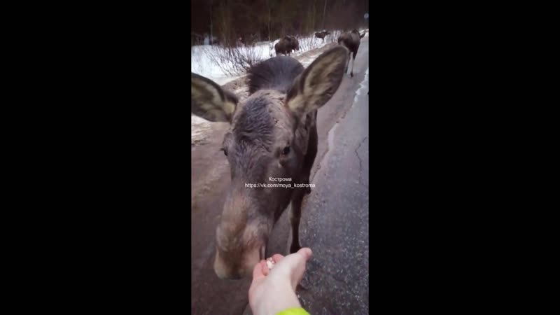 Лоси хуеси)