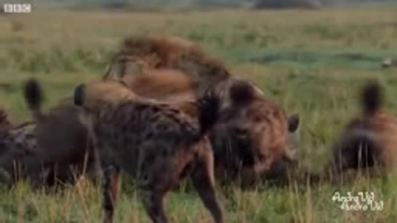 Lion porn by clan of hyenas full clip (with ending) dynasties bbc
