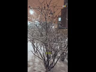 Zhenya levanova 20201120 0 mp4