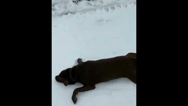 Снежные покатухи