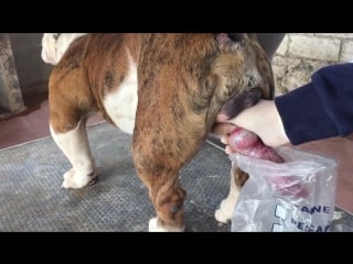 Breeding english bulldogs english bulldog collection and artificial insemination