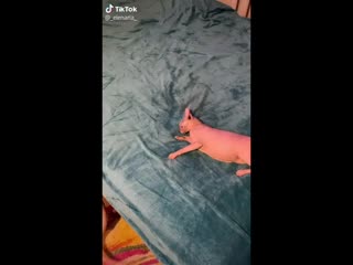 Пиздец лысые долбаебы сцепились