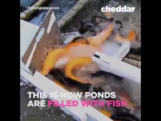 This is how ponds get filled with fish 🐟