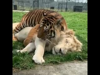 Big cat bros перевод большая кошка братаны