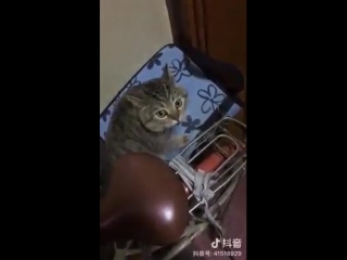 Cat acting like humankind