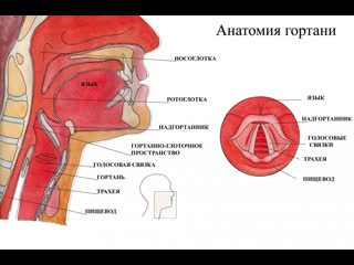 Видеоатлас анатомии гортань