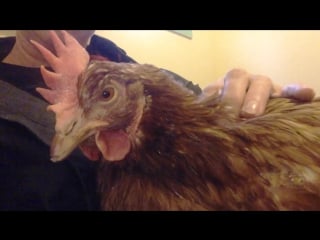 Chicken purring like a kitten