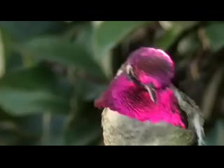 Iridescent hummingbird