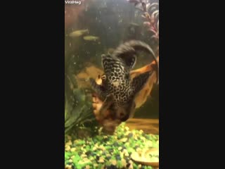 Turtle riding the back of a plecostomus ( algae eater)