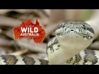 Тайны дикой природы австралии / secrets of wild australia серия 5 сумчатые малютки / mini marsupials