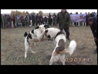 Аждар казахстан палаш армения победа аждара