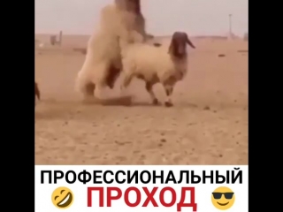 Видео от руслана камчыбекова