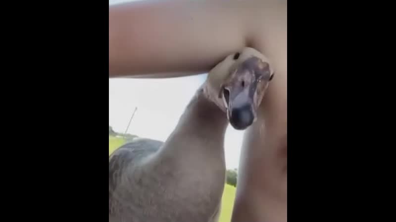 Подружился как то человек с гусем (vhs video)