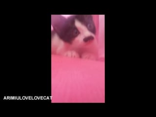 Cute kitten happy ep45★arimiulovelovecat