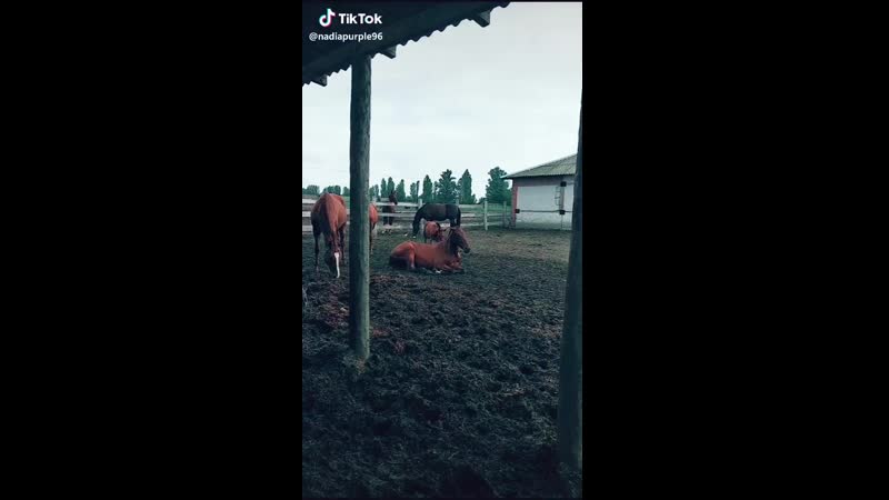 Хихи хаха девочки