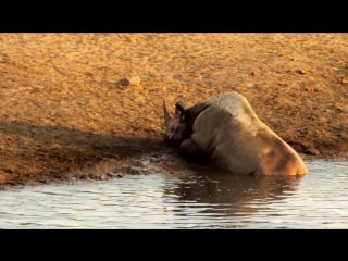 Черный носорог против львов (black rhino vs lions)