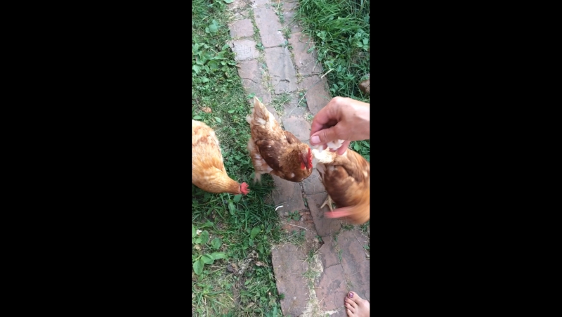 Деревенские курочки