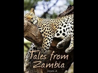 Сказочная замбия / tales from zambia / сезон 2 серия 5 долина птиц / valley of the birds