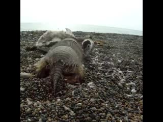 Armadillo taking advantage of a weak magellanic penguin 😳