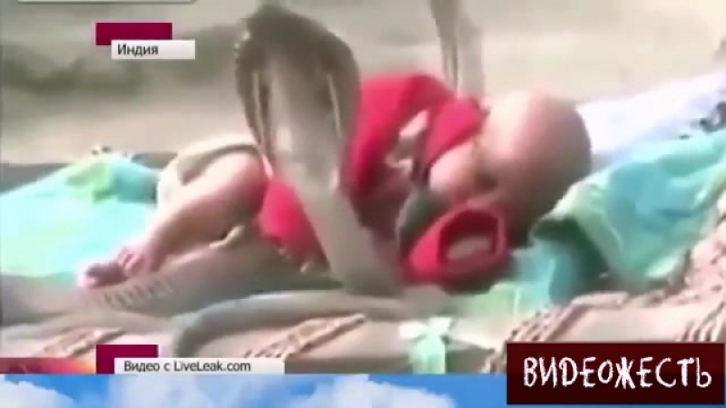 Молодые, окружённый кобрами © видеожесть