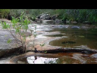 Sydney crayfish (euastacus australasiensis) mp4