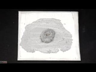 Aluminum and mercury amalgam reaction