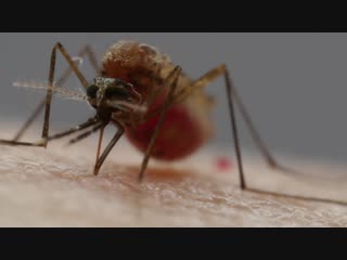 How mosquitoes use six needles to suck your porn (deep look)