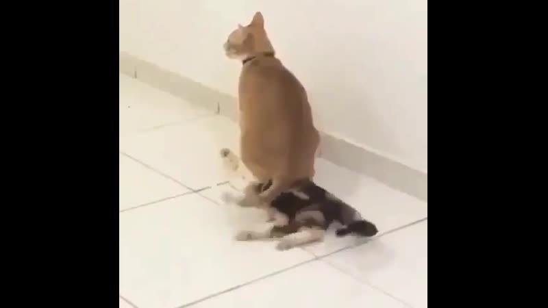 Доминируй, властвуй, унижай