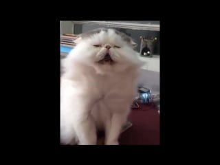 Забавный кошак