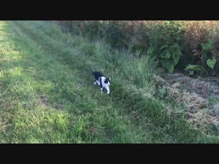 My Cat Joined My Daddy And My Dog On Their Morning Walk