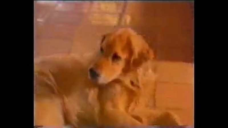 1997 porn video – Фильм "моя молодые привидение "(1997)