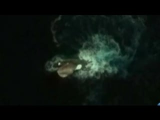 Meeresmonster in der antarktis entdeckt?