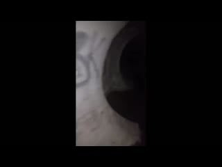 [коты ютуберы] 5 пигмэнов снятых на камеру [черный кот]