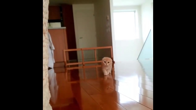 Бесшумный охотник