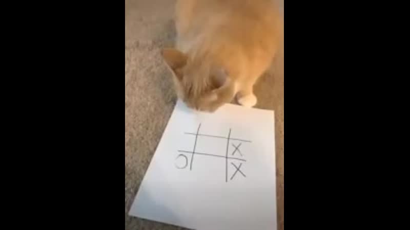 Игра в крестики нолики с котом